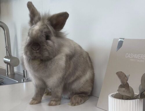 Frohe Ostern!